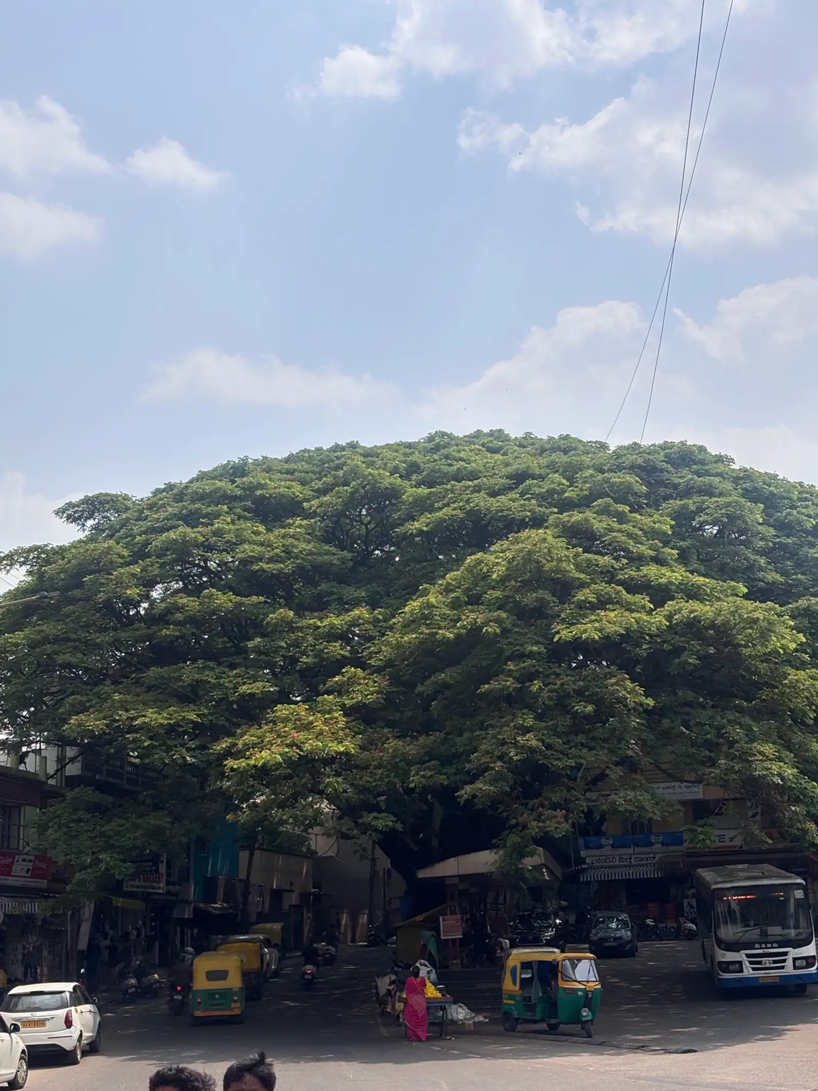 A broad green tree over a lively street, with blue sky and warm afternoon light